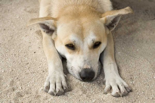 French Polynesia, Bora Bora A stray dog rests